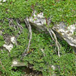 Foto von Besonderheit Salix serpillifolia