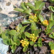 Portraitfoto Salix serpillifolia