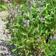 Habitusfoto Salvia officinalis