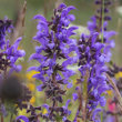 Portraitfoto Salvia pratensis