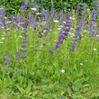 Habitusfoto Salvia pratensis