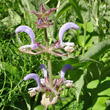 Portraitfoto Salvia sclarea