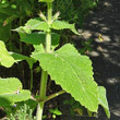 Blätterfoto Salvia sclarea