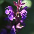 Portraitfoto Salvia sylvestris