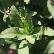 Blätterfoto Salvia sylvestris