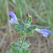 Blütenfoto Salvia verbenaca