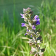 Habitusfoto Salvia verbenaca