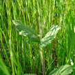 Blätterfoto Salvia verbenaca