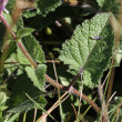 Blätterfoto Salvia verticillata