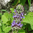 Portraitfoto Salvia verticillata