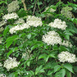 Portraitfoto Sambucus nigra