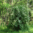 Habitusfoto Sambucus nigra