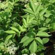 Blätterfoto Sambucus nigra