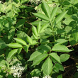 Blätterfoto Sambucus nigra