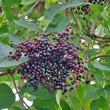 Fruchtfoto Sambucus nigra