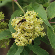 Blütenfoto Sambucus racemosa