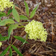 Portraitfoto Sambucus racemosa