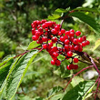 Fruchtfoto Sambucus racemosa