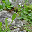 Stängel-/Stammfoto Samolus valerandi