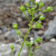 Fruchtfoto Samolus valerandi