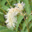 Portraitfoto Sanguisorba dodecandra