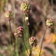 Habitusfoto Sanguisorba minor