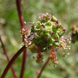 Portraitfoto Sanguisorba minor