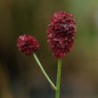 Portraitfoto Sanguisorba officinalis