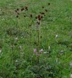 Foto von Besonderheit Sanguisorba officinalis