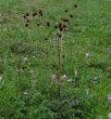 Habitusfoto Sanguisorba officinalis