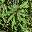 Bl&auml;tterfoto Sanguisorba officinalis