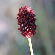 Portraitfoto Sanguisorba officinalis