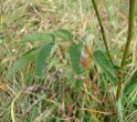 Blätterfoto Sanguisorba officinalis
