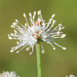 Portraitfoto Sanicula europaea