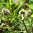 Fruchtfoto Sanicula europaea