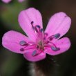 Portraitfoto Saponaria ocymoides