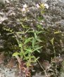 Habitusfoto Saponaria officinalis