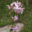 Foto von Besonderheit Saponaria officinalis