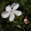 Portraitfoto Saponaria officinalis