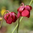 Portraitfoto Sarracenia purpurea