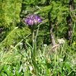 Habitusfoto Saussurea alpina