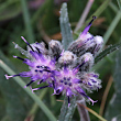 Portraitfoto Saussurea alpina