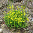 Habitusfoto Saxifraga aizoides