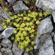 Foto von Besonderheit Saxifraga aphylla