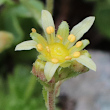 Portraitfoto Saxifraga aphylla