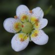 Foto von Besonderheit Saxifraga aspera