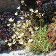 Habitusfoto Saxifraga aspera