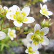 Portraitfoto Saxifraga aspera