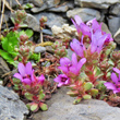 Blütenfoto Saxifraga xkochii