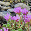 Portraitfoto Saxifraga xkochii